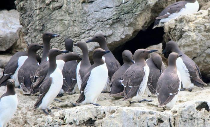 Guillemots